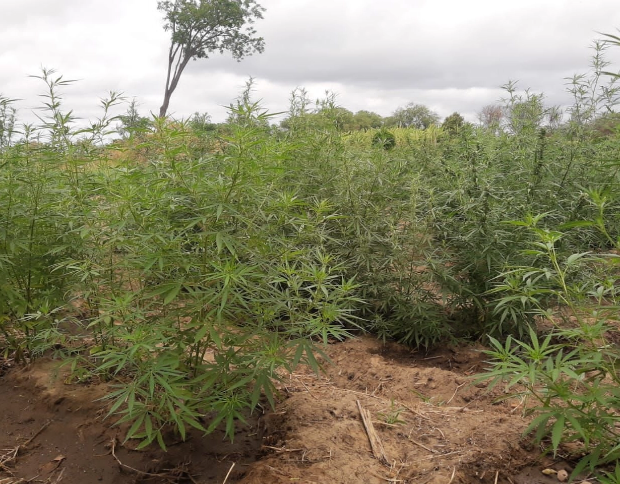 PM acha 43 mil pés de maconha dentro de três dias no Norte da Bahia