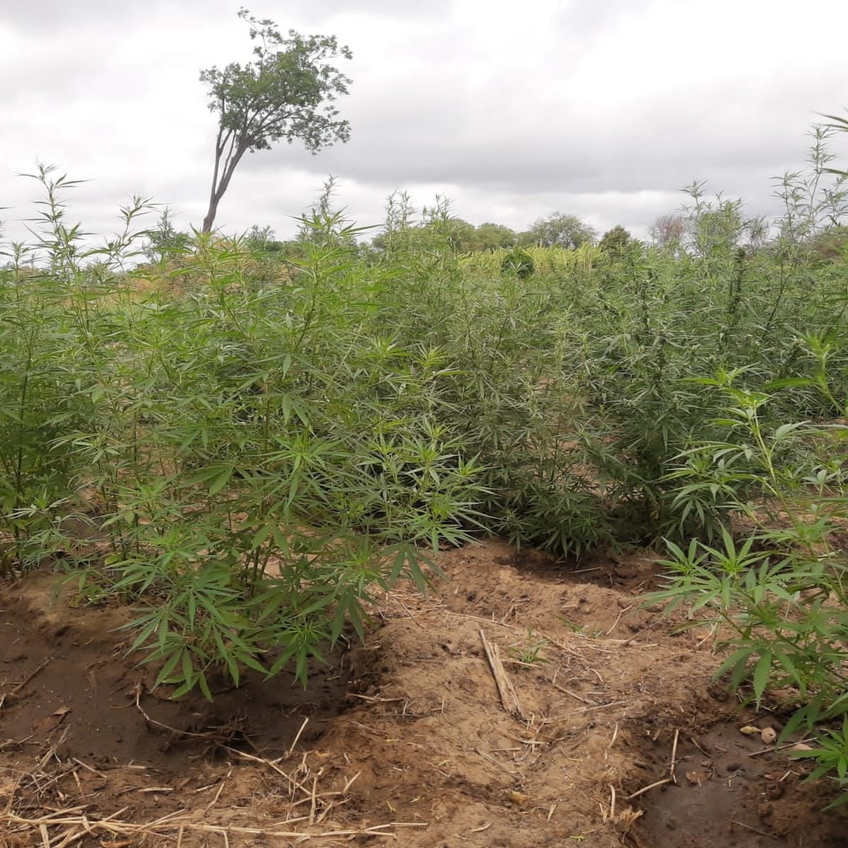 PM acha 43 mil pés de maconha dentro de três dias no Norte da Bahia