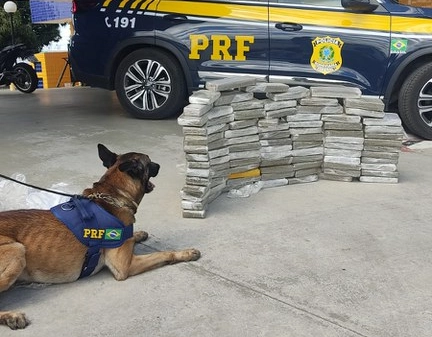 Cão policial fareja 89 kg de maconha em ônibus com destino a Vitória da Conquista