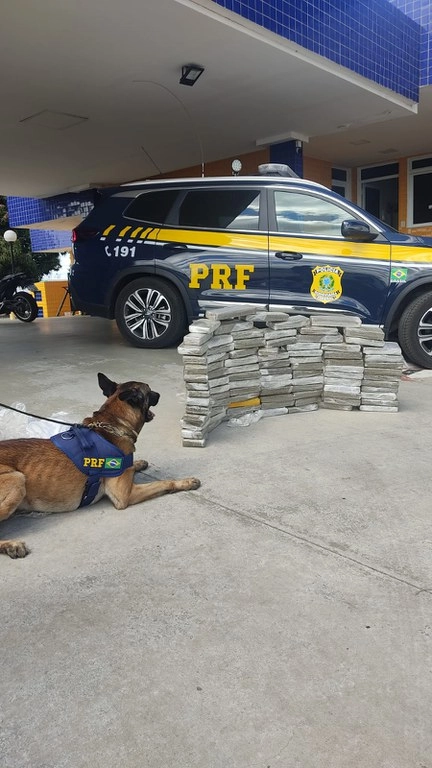 Cão policial fareja 89 kg de maconha em ônibus com destino a Vitória da Conquista