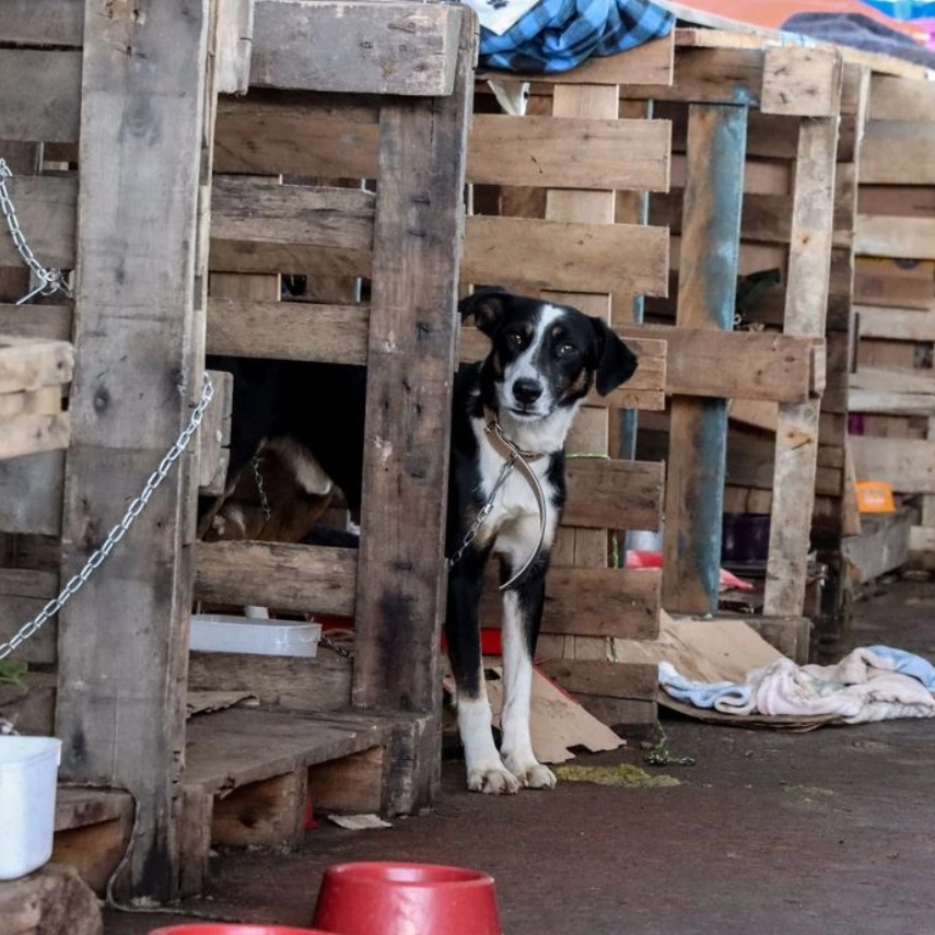 Rio Grande do Sul lança plano de ajuda a animais