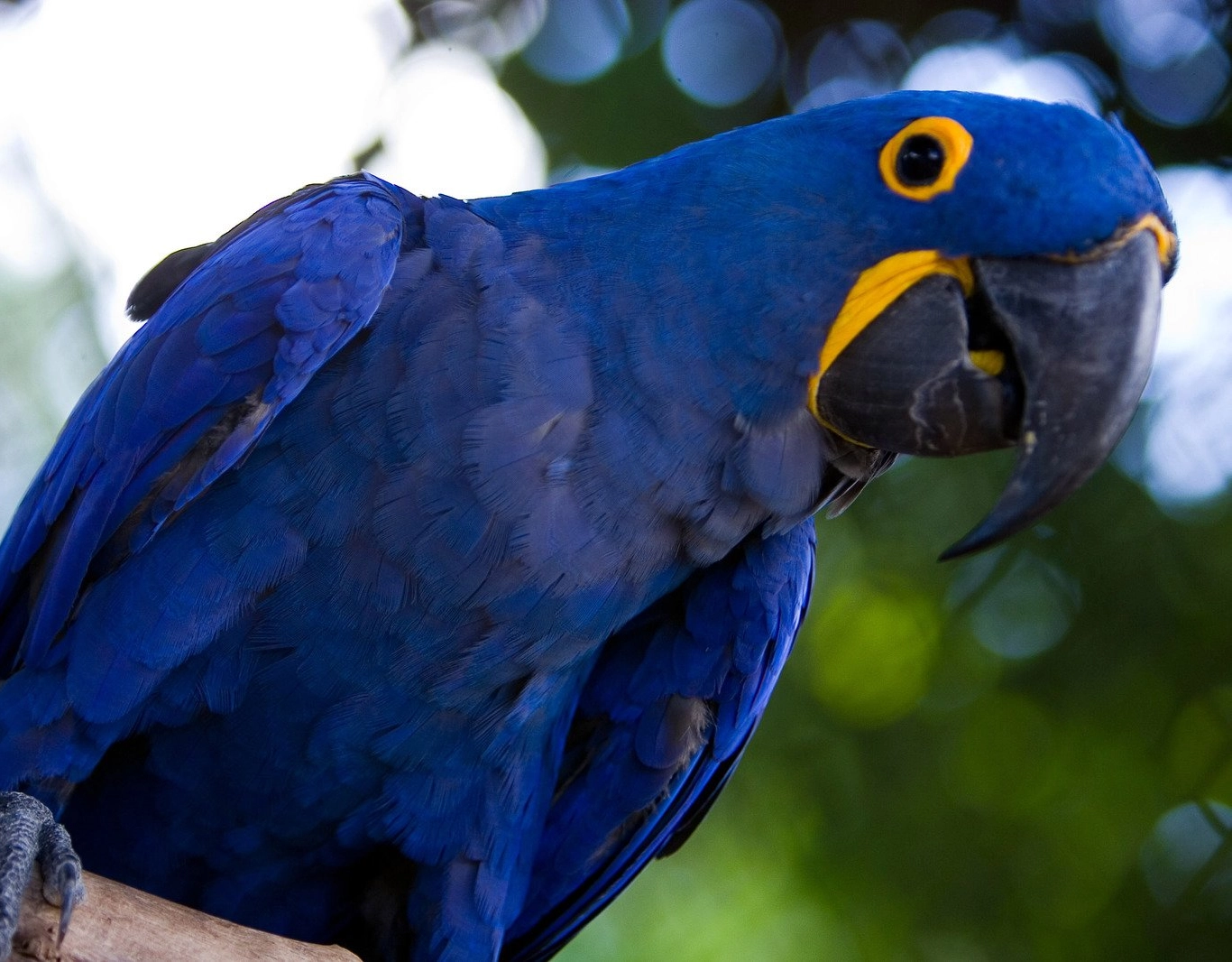 Bahia lança primeiro roteiro integrado de observação de aves do Brasil