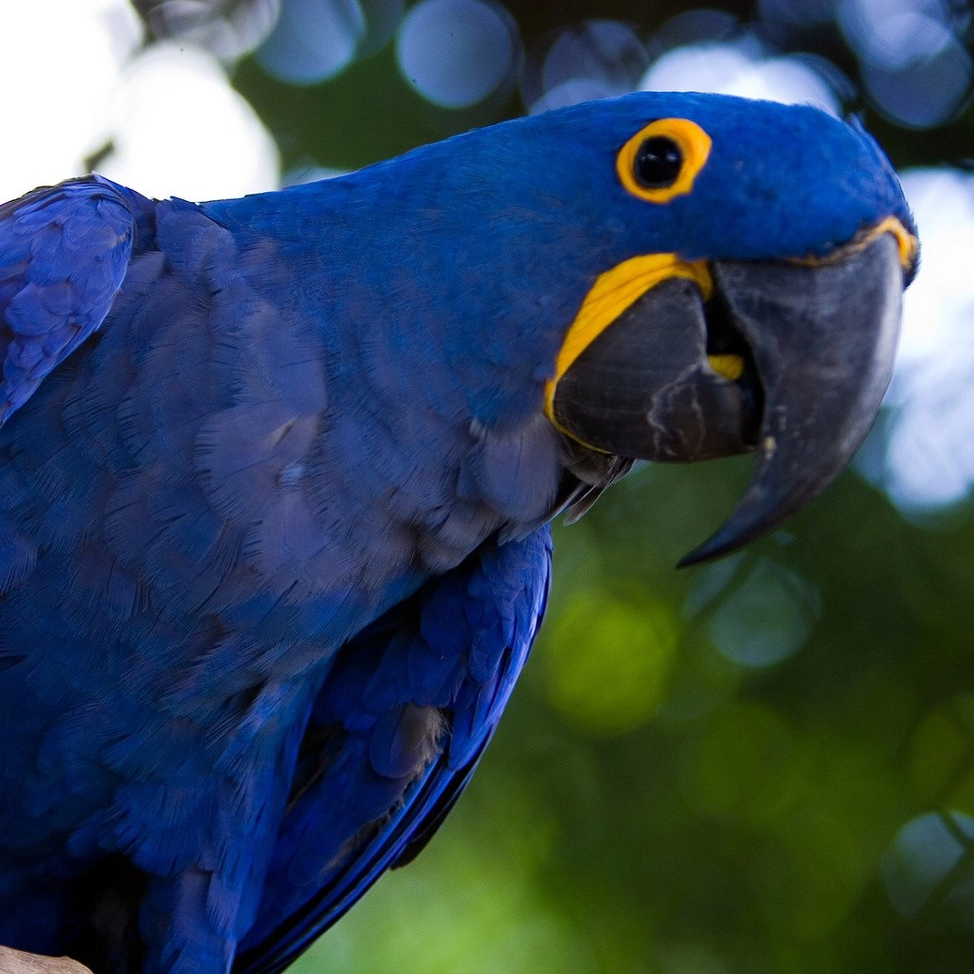 Bahia lança primeiro roteiro integrado de observação de aves do Brasil