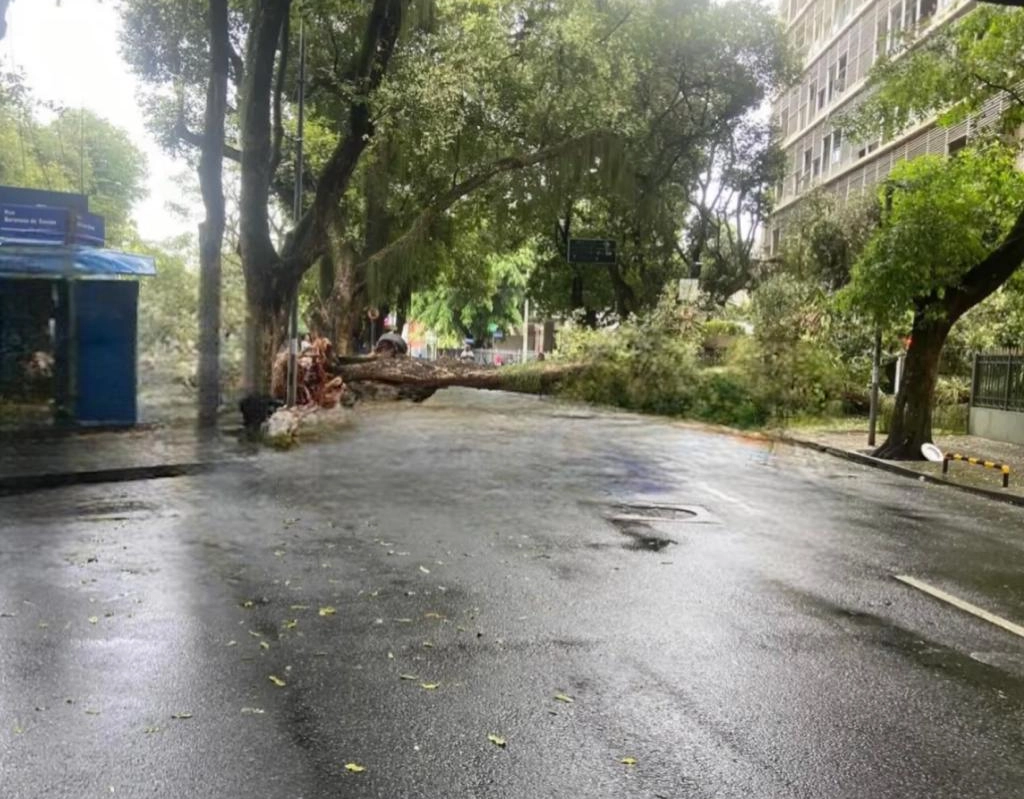 Árvore cai e bloqueia pista no Canela em Salvador