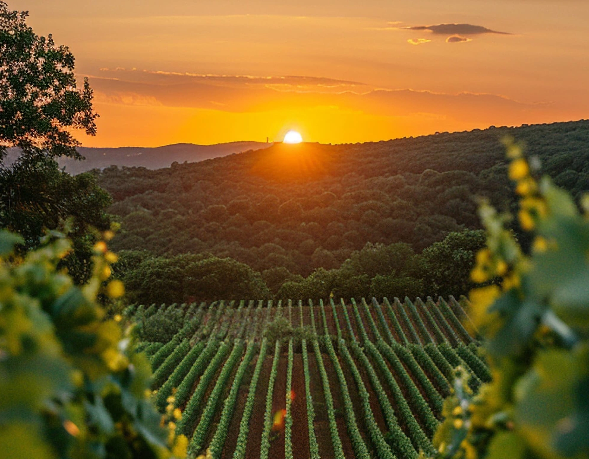 Vinhos em Harmonia – Três surpreendentes regiões vinícolas italianas