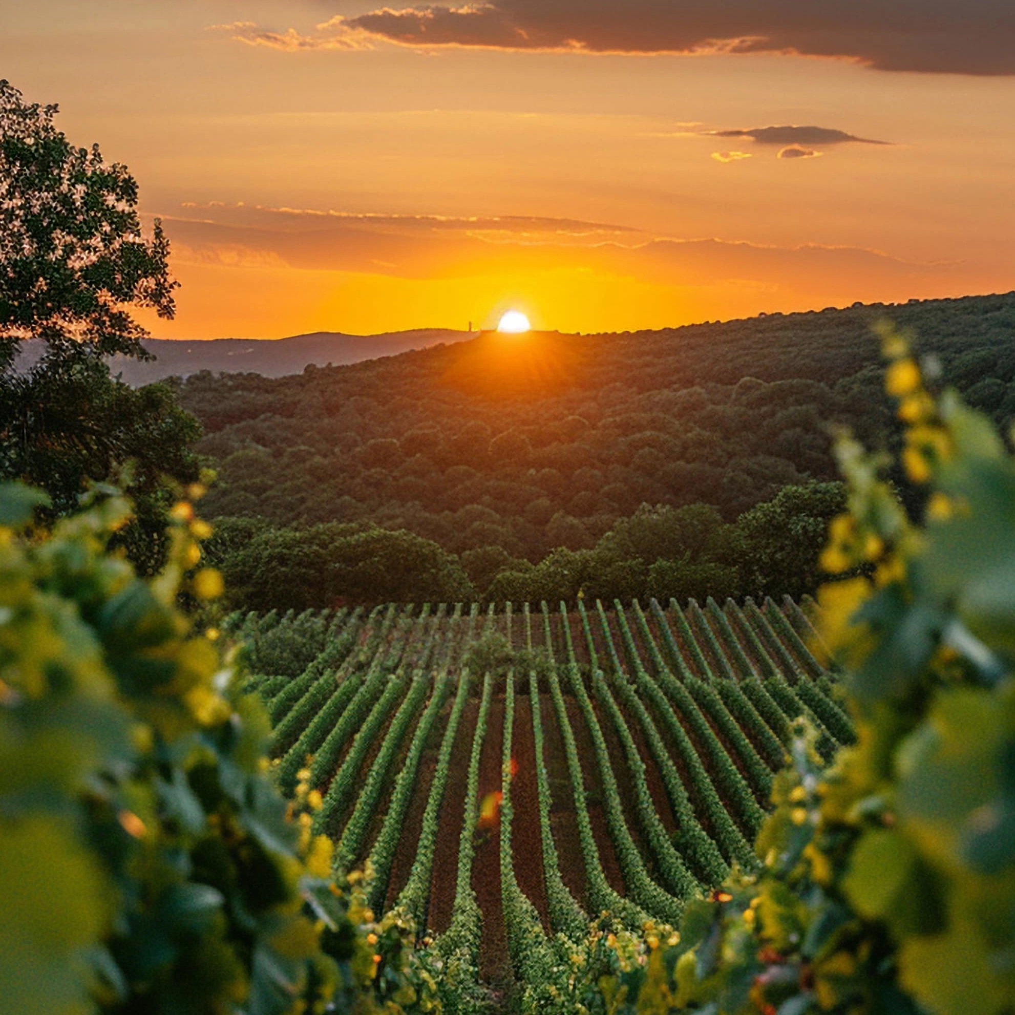 Vinhos em Harmonia – Três surpreendentes regiões vinícolas italianas