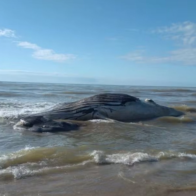 Baleia jubarte é encontrada morta em praia do sul da Bahia