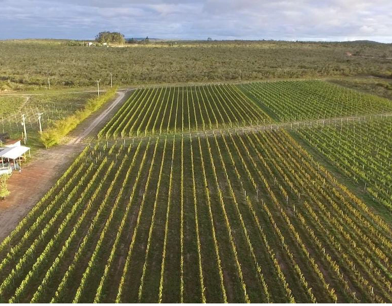 Projeto de lei propõe tornar Morro do Chapéu capital do vinho da Chapada Diamantina e criar festival temático