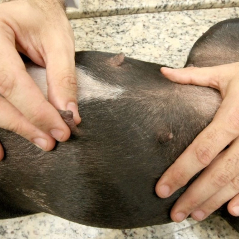 Outubro Rosa Pet: Secis promove mutirão de mastectomia gratuita para animais em Salvador