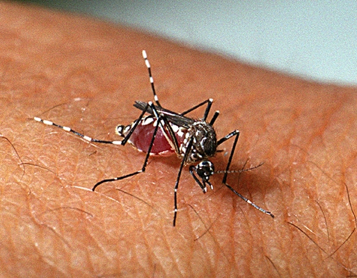 Salvador registra quase 10 mil casos de dengue em 2023