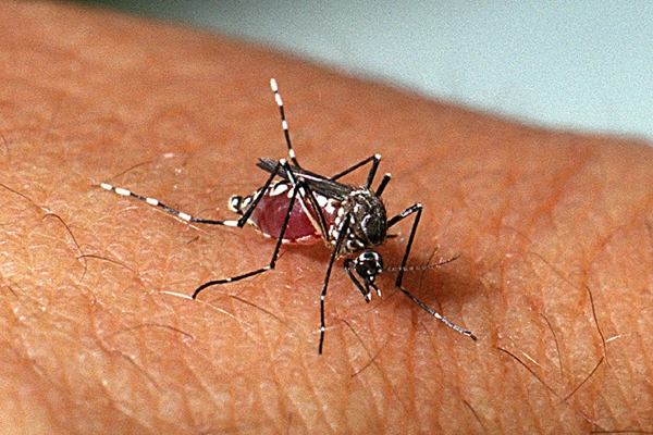 Salvador registra quase 10 mil casos de dengue em 2023