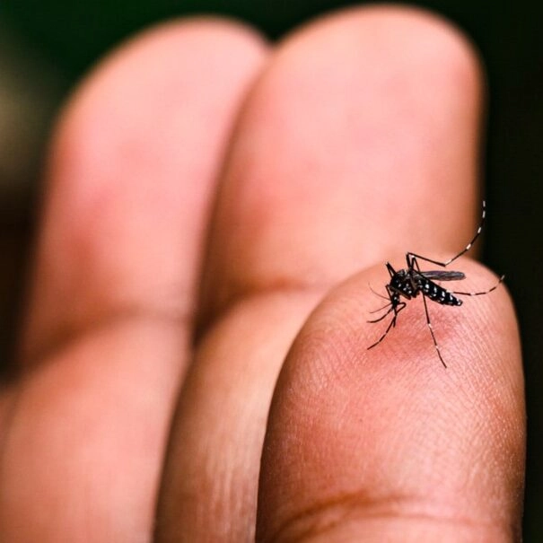 Duas pessoas morrem vítimas de dengue e óbitos por doença chega a 49