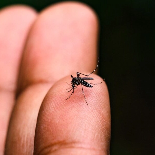 Brasil ultrapassa 4 milhões de casos de dengue