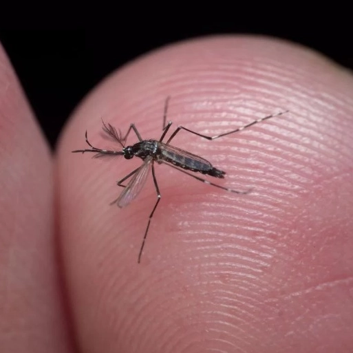 Salvador decreta fim da epidemia de dengue