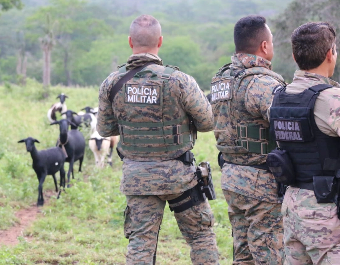 Ação conjunta acha roça de maconha escondida em sítio de fachada no Norte da Bahia