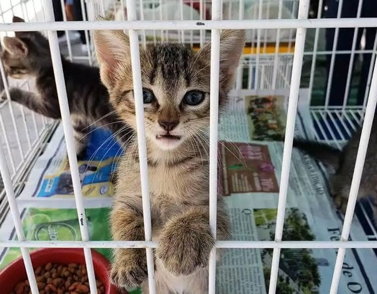 Feira de adoção de gatinhos e brechó serão promovidos no Parque da Cidade por ONG