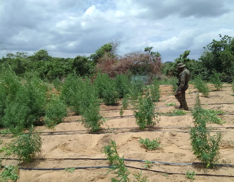 35 mil pés de maconha são incinerados em Curaçá, na Bahia