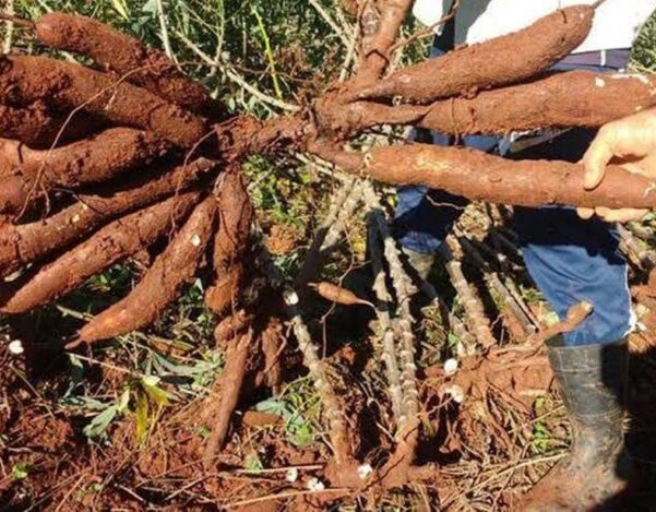 Mandioca movimenta R$ 500 milhões por ano na Bahia