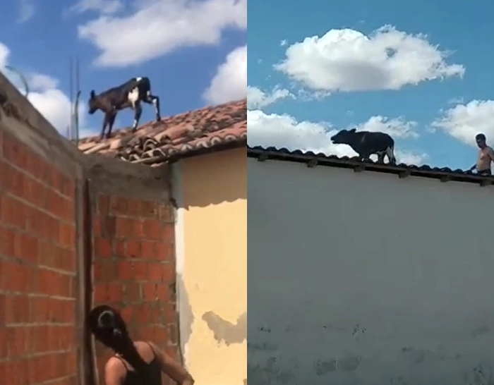 Bezerro sobe em telhados e moradores filmam situação inusitada na Bahia