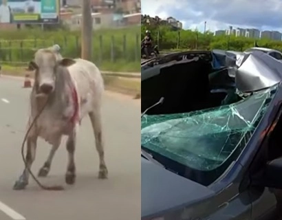 Carro colide com boi na Av. Orlando Gomes, em Salvador; animal fica ferido