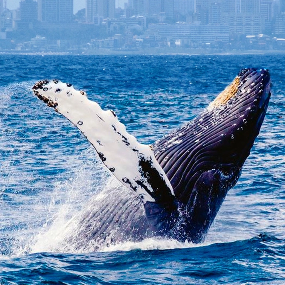 Festival das Baleias promove cultura oceânica e conscientização sobre a poluição