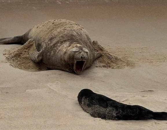 Pela primeira vez na história, elefante-marinho nasce em praia brasileira