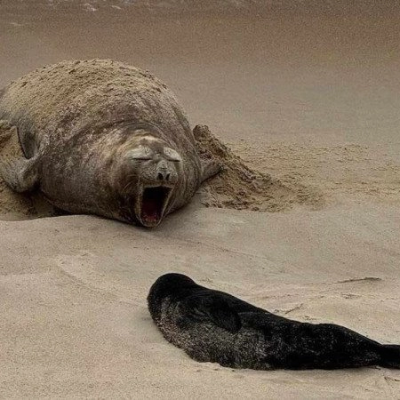 Pela primeira vez na história, elefante-marinho nasce em praia brasileira