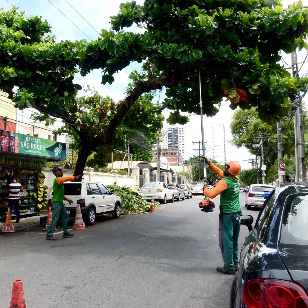 Carnaval 2025: Seman intensifica poda de árvores nos circuitos do Carnaval