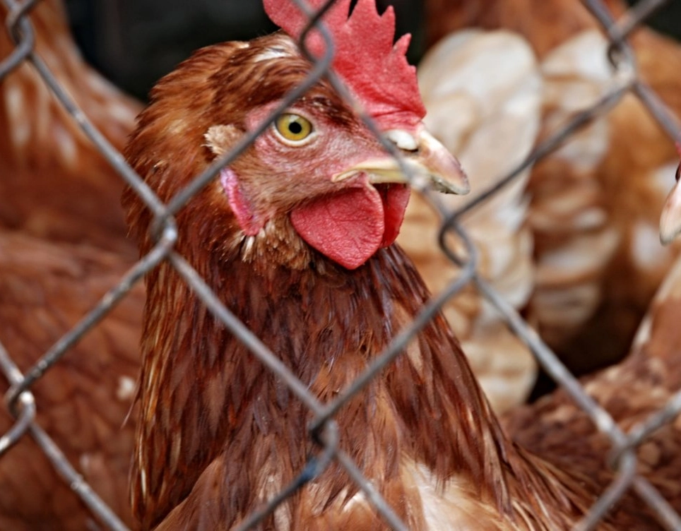 Trabalhador de granja no RS é isolado por possível caso de gripe aviária