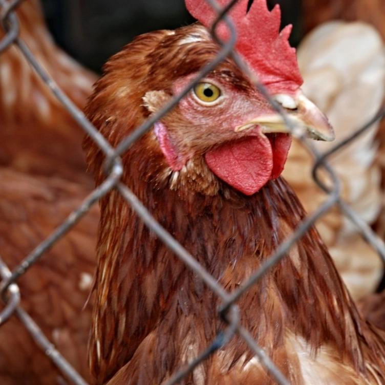 Trabalhador de granja no RS é isolado por possível caso de gripe aviária