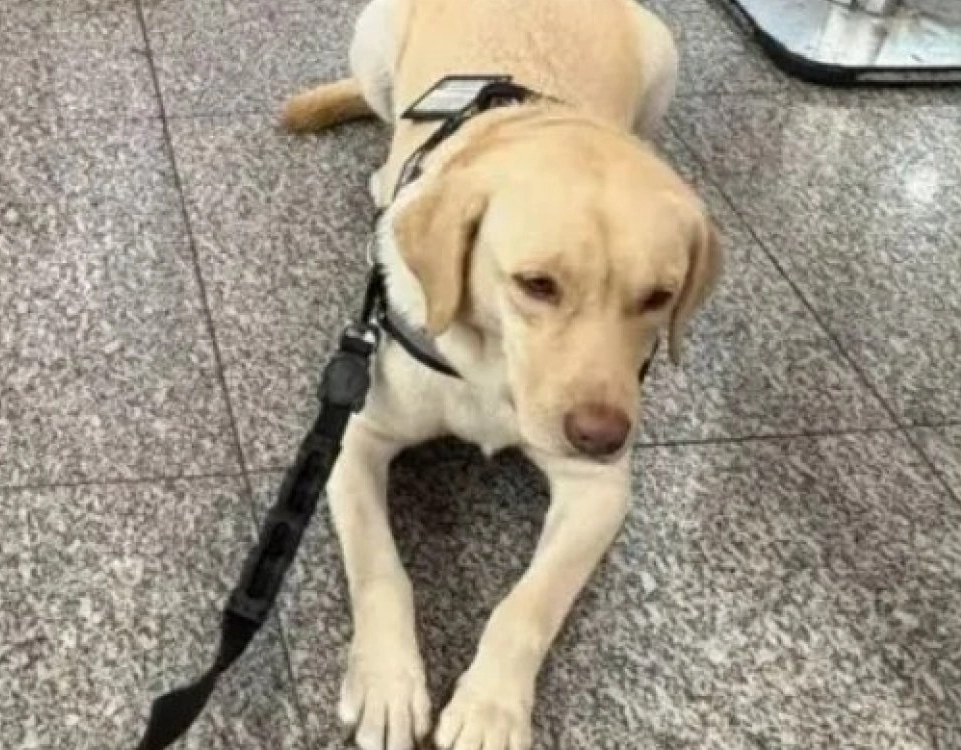 TAP cancela voo após recusar embarque de cão-guia de criança com autismo