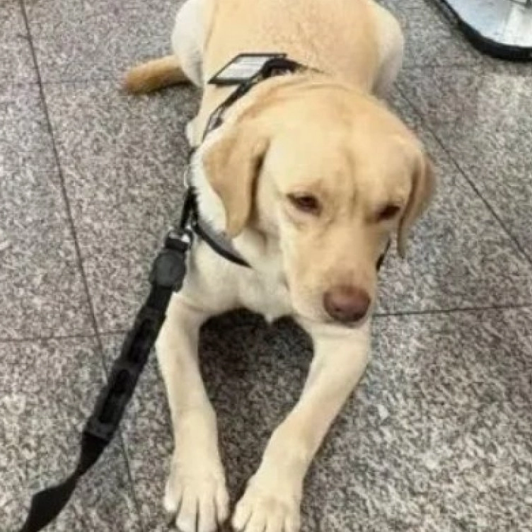 TAP cancela voo após recusar embarque de cão-guia de criança com autismo