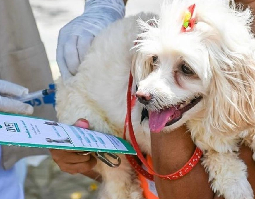 Deputado propõe criação de Programa de Castração de Cães e Gatos na Bahia