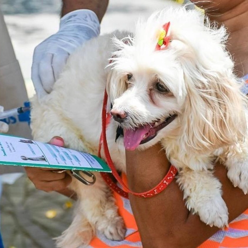 Deputado propõe criação de Programa de Castração de Cães e Gatos na Bahia