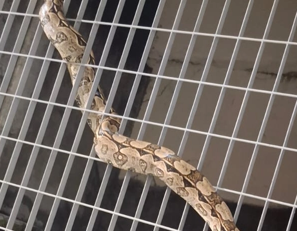 Jiboia é resgatada de alambrado na estação do metrô de Brotas, em Salvador