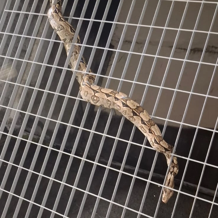 Jiboia é resgatada de alambrado na estação do metrô de Brotas, em Salvador