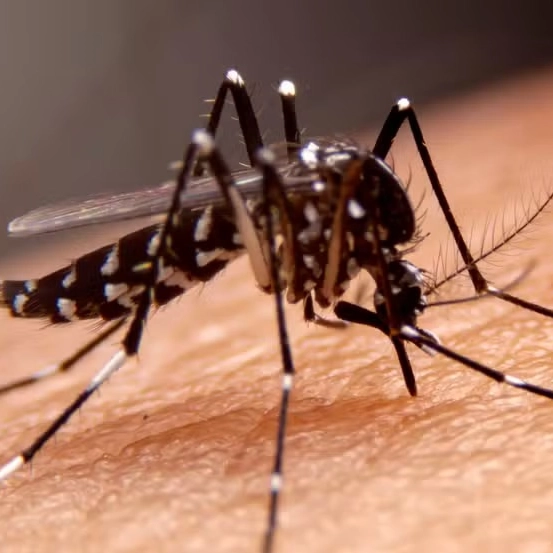 Quinta morte por dengue é confirmada na Bahia; confira as cidades em estado de epidemia