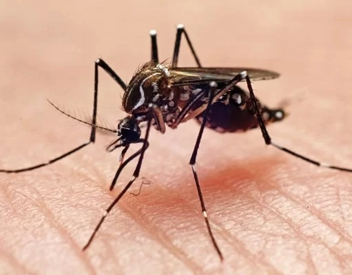Vitória da Conquista registra aumento superior a 400% no número de casos suspeitos de dengue