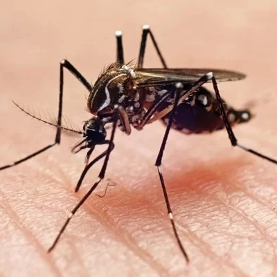 Vitória da Conquista registra aumento superior a 400% no número de casos suspeitos de dengue