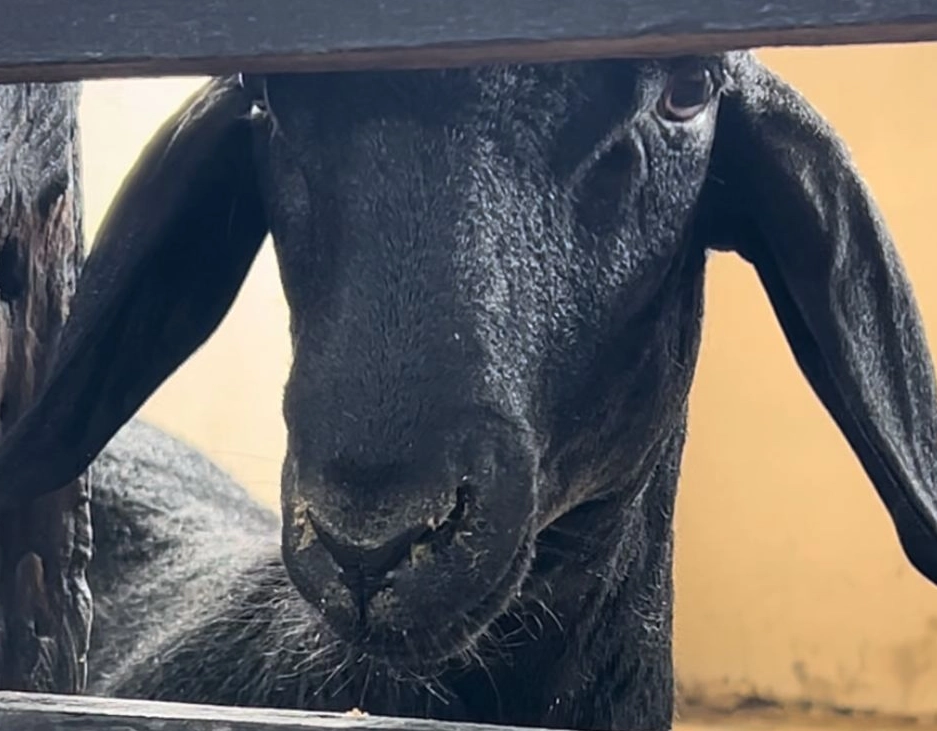 Projeto de Lei apresenta medidas para conter ataques de cães a rebanhos, na Bahia