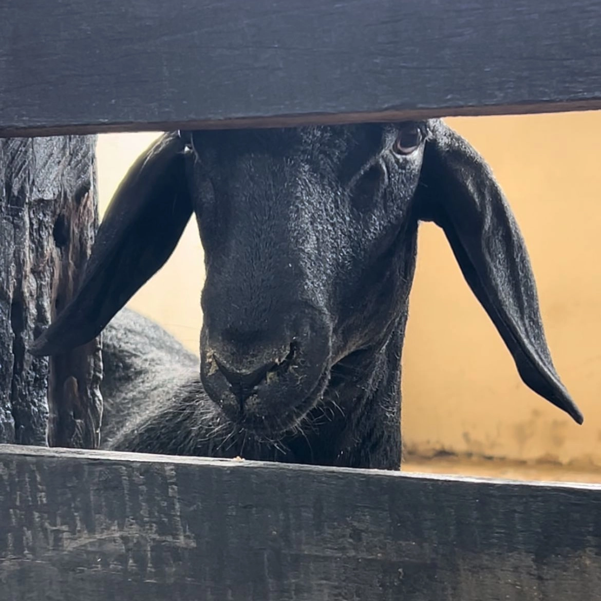 Projeto de Lei apresenta medidas para conter ataques de cães a rebanhos, na Bahia