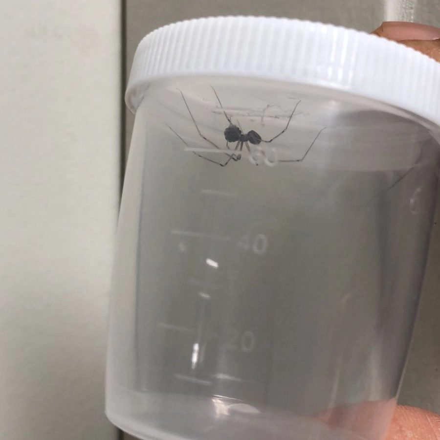 Funcionária picada e medo: Hospital das Clínicas vive infestação de aranhas; veja fotos