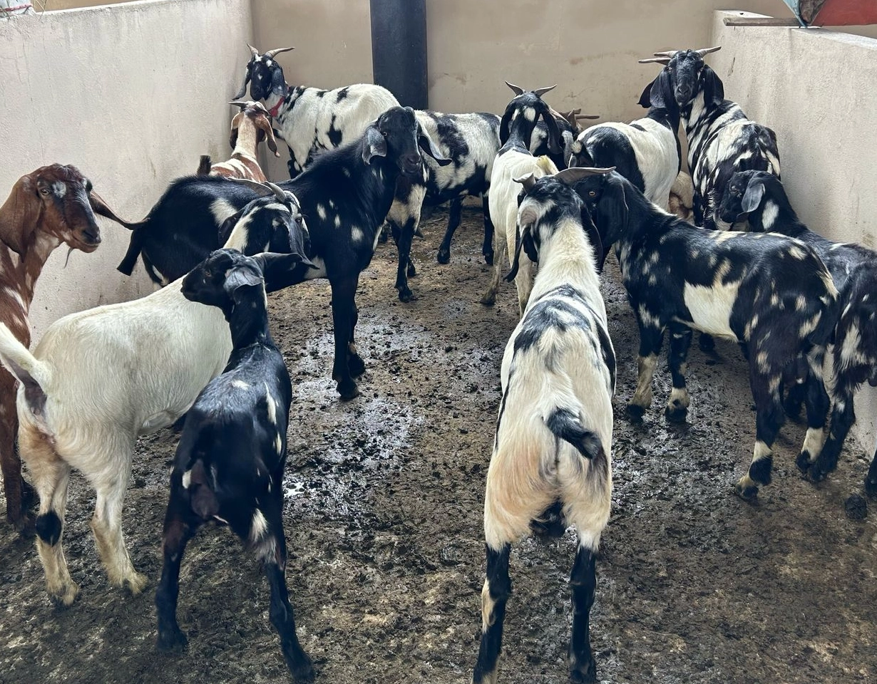 Criadores de ovinos e caprinos calculam prejuízos milionários por ataques de cães, na Bahia