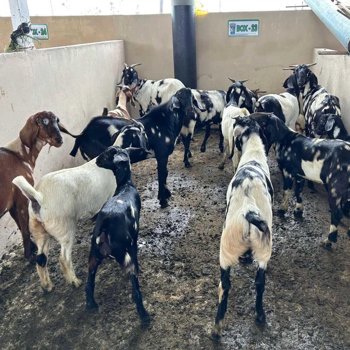 Criadores de ovinos e caprinos calculam prejuízos milionários por ataques de cães, na Bahia