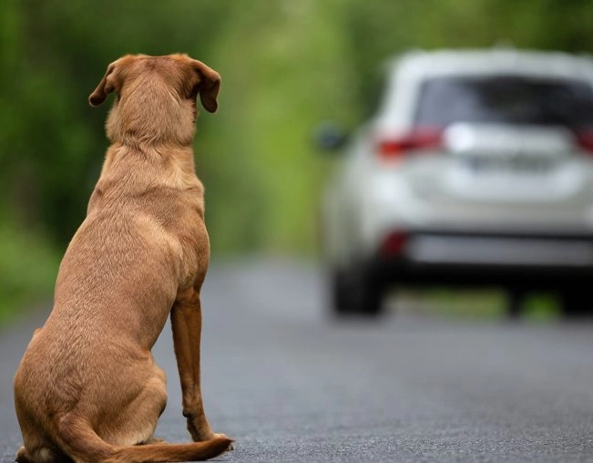 Homem é flagrado abandonando animal em Salvador; caso é o segundo registrado no mês de abril
