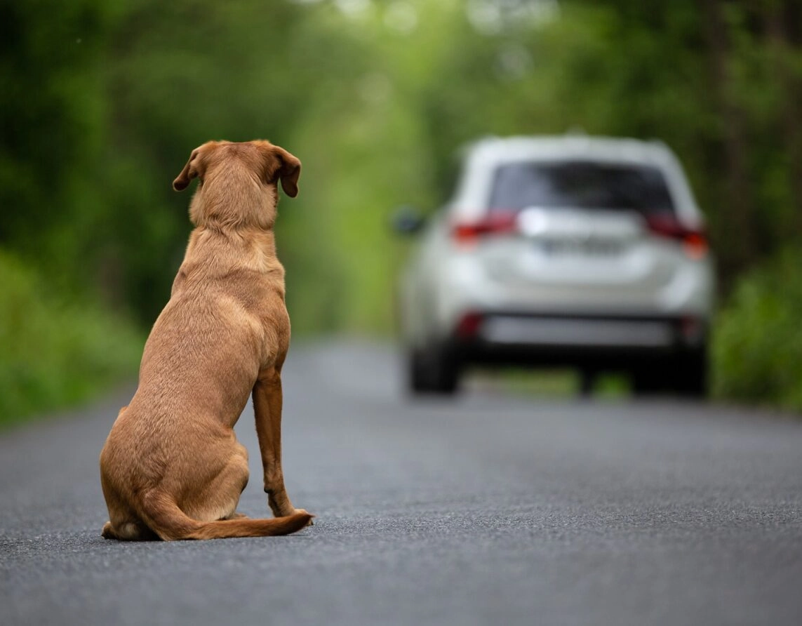Projeto de Lei na ALBA propõe multas de até R$ 12 mil por abandono de animais na Bahia