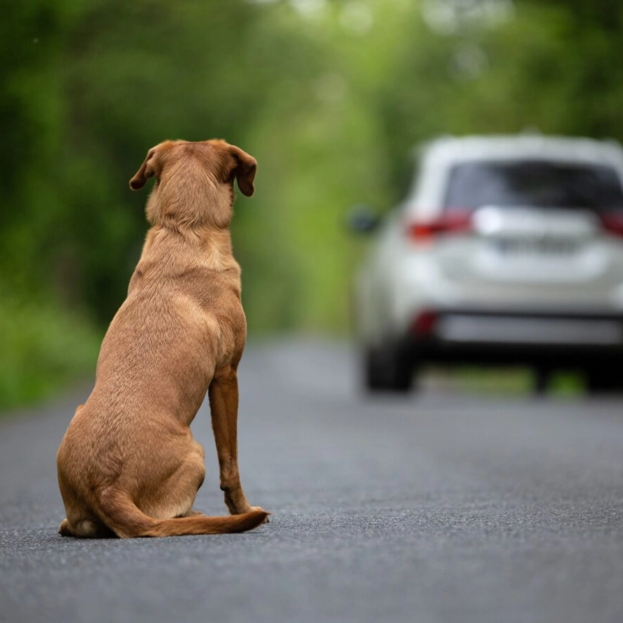 Projeto de Lei na ALBA propõe multas de até R$ 12 mil por abandono de animais na Bahia