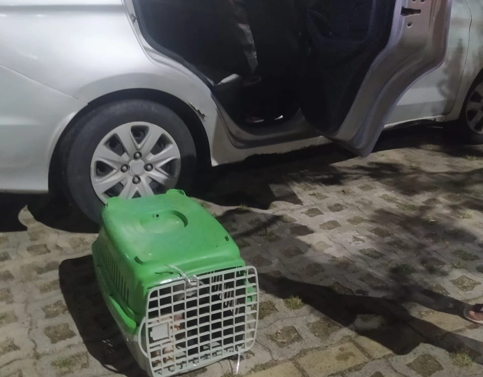 Três pessoas são detidas em flagrante por abandono de gatos em Piatã