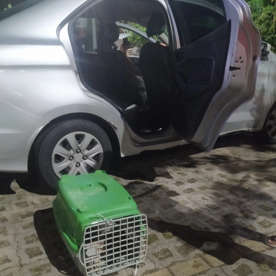 Três pessoas são detidas em flagrante por abandono de gatos em Piatã