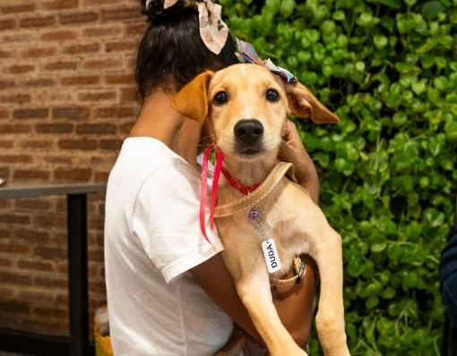 Câmara de Salvador aprova projeto que autoriza entrada de pets em hospitais